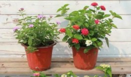 昆明爆料海燕视频最新版,海燕视频最新版揭秘，功能升级引热议